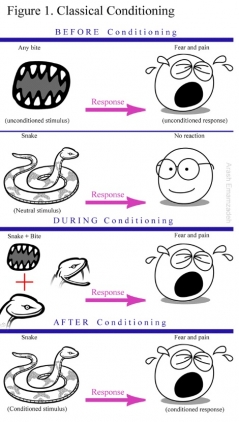 Image by Arash Emamzadeh